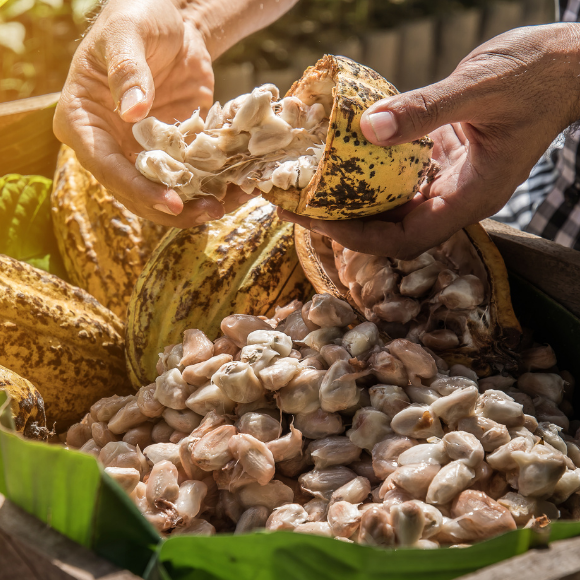 Imagem Fruto do Cacau