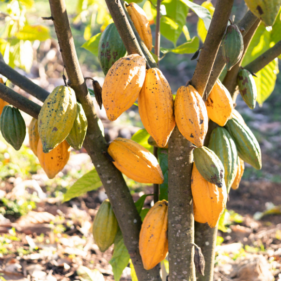 Imagem Fruto do Cacau