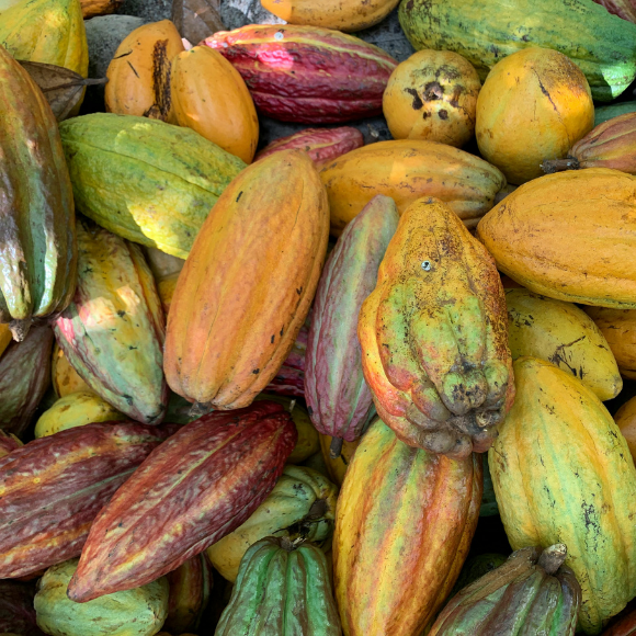 Imagem Fruto do Cacau