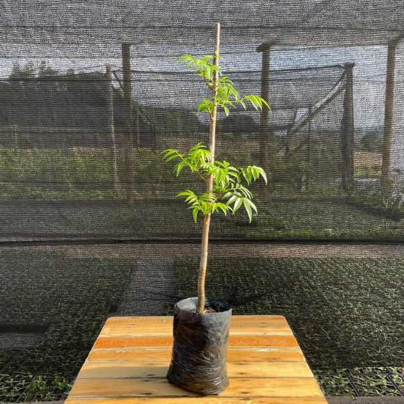 Imagem Muda da Caj&aacute;-Manga