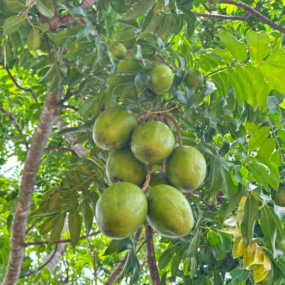 Imagem Fruto da Caj&aacute;-Manga