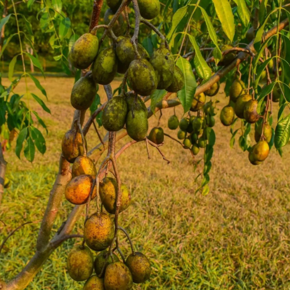 Imagem Fruto da Caj&aacute;-Manga
