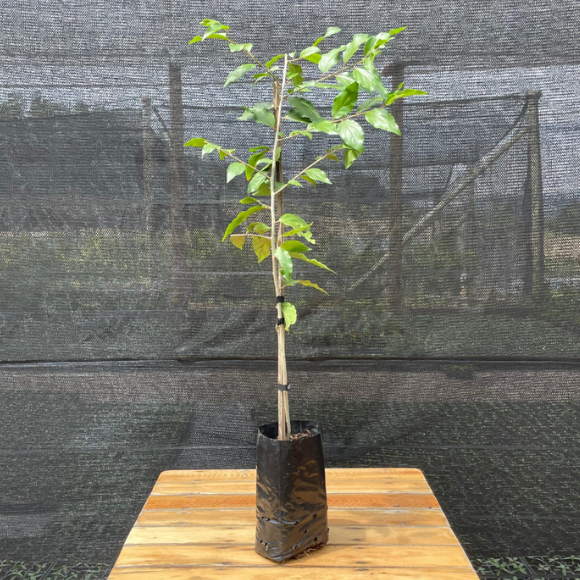 Imagem Muda do Campari Dovyalis