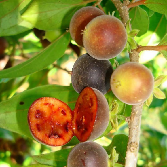 Imagem Muda de Alta Qualidade