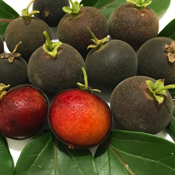 Imagem Fruto do Campari Dovyalis