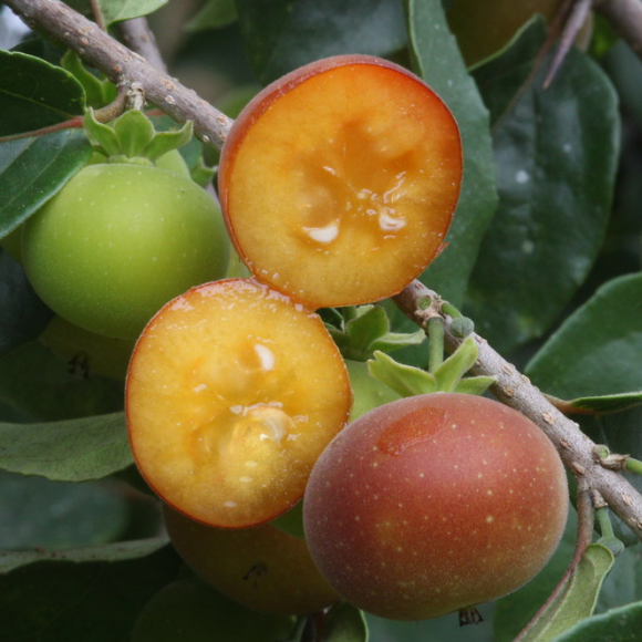 Imagem Fruto do Campari Dovyalis