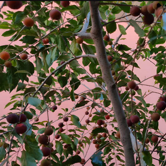 Imagem Fruto do Campari Dovyalis