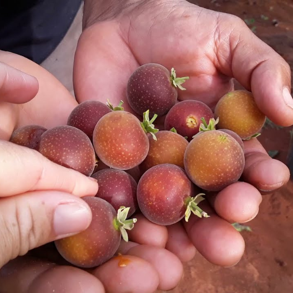 Imagem Fruto do Campari Dovyalis