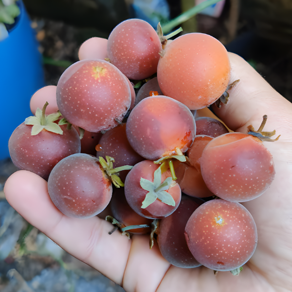 Imagem Fruto do Campari Dovyalis