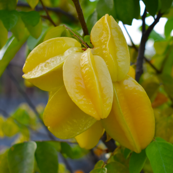 Imagem Fruto da Carambola