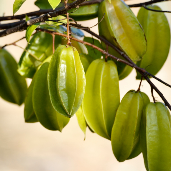 Imagem Fruto da Carambola
