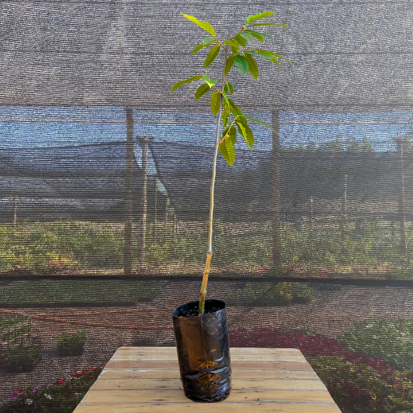 Imagem Muda da Castanha Portuguesa