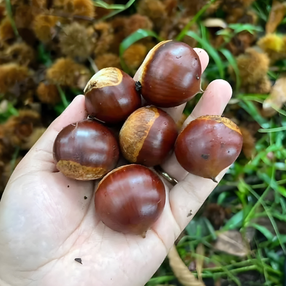 Imagem Fruto da Castanha Portuguesa