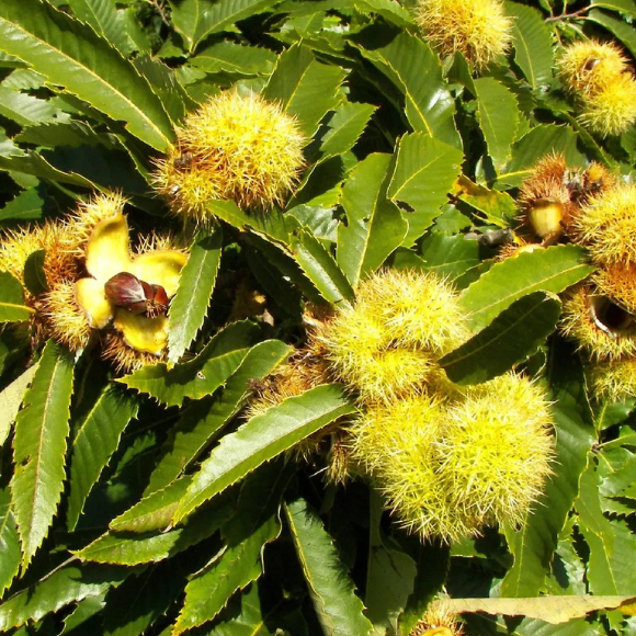 Imagem Muda de Alta Qualidade