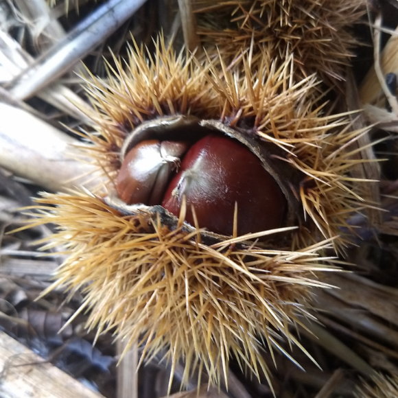 Imagem Fruto da Castanha Portuguesa