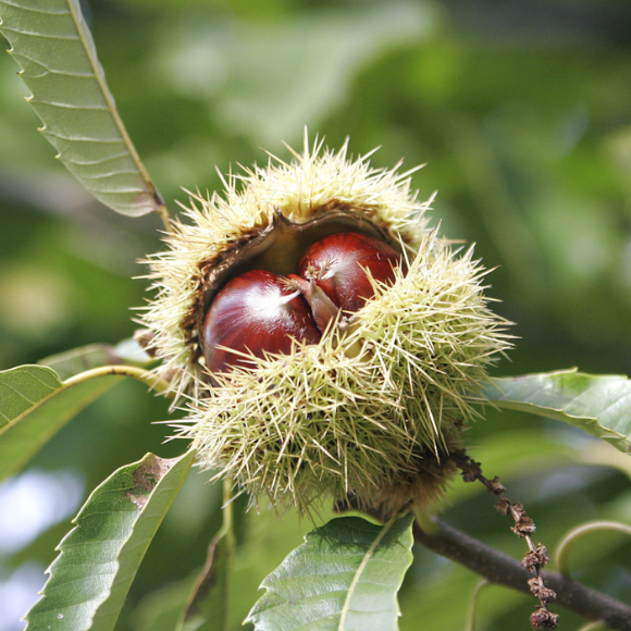 Imagem Fruto da Castanha Portuguesa