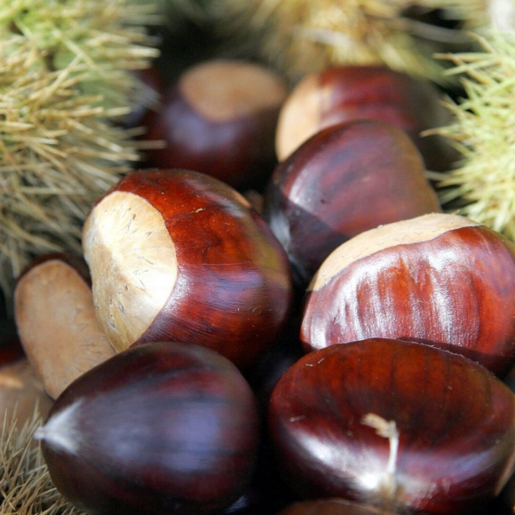 Imagem Fruto da Castanha Portuguesa
