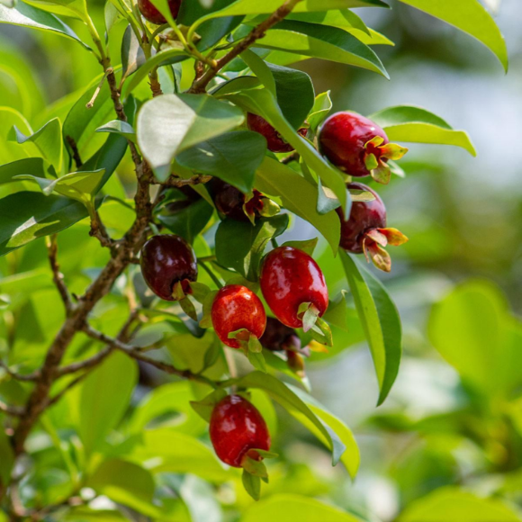 Imagem Fruto da Cereja do Rio Grande