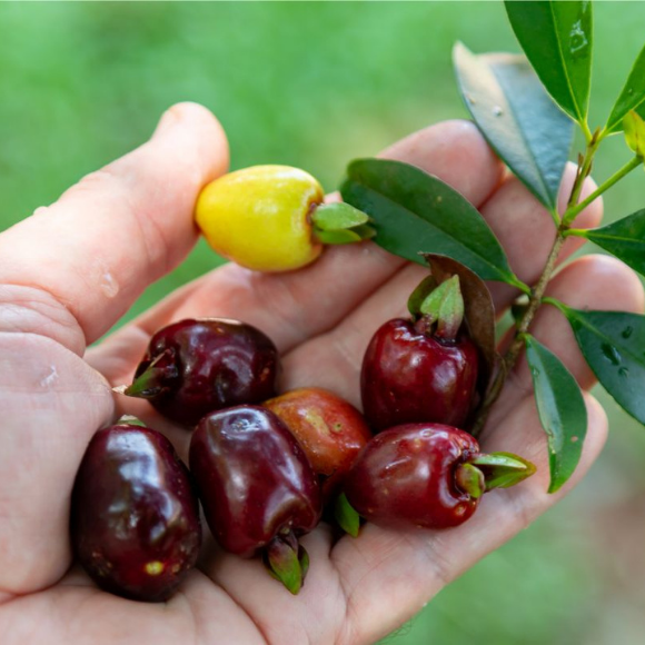 Imagem Fruto da Cereja do Rio Grande