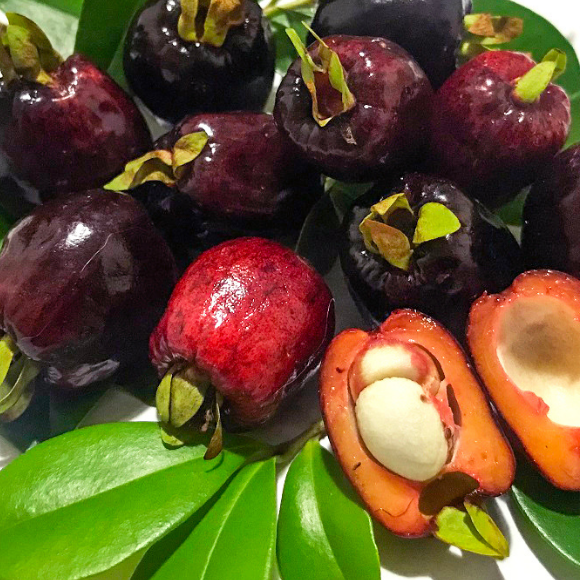 Imagem Fruto da Cereja do Rio Grande