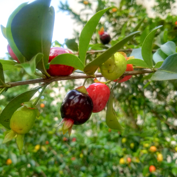 Imagem Fruto da Cereja do Rio Grande