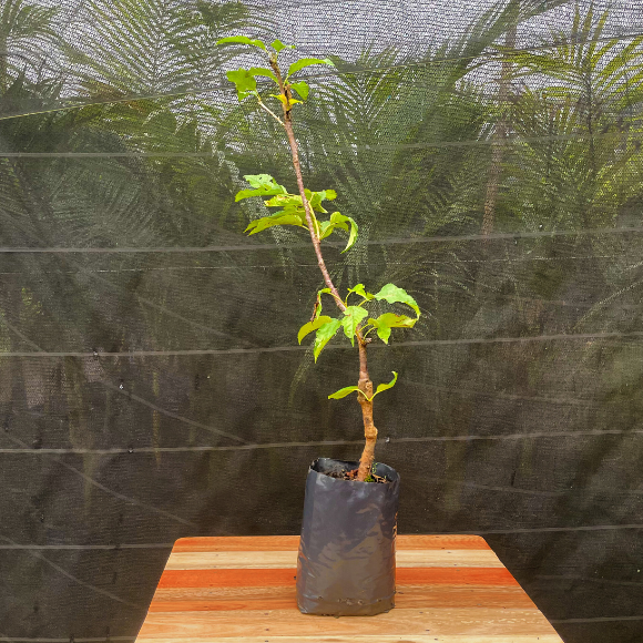 Imagem Muda da Cereja de Bolo