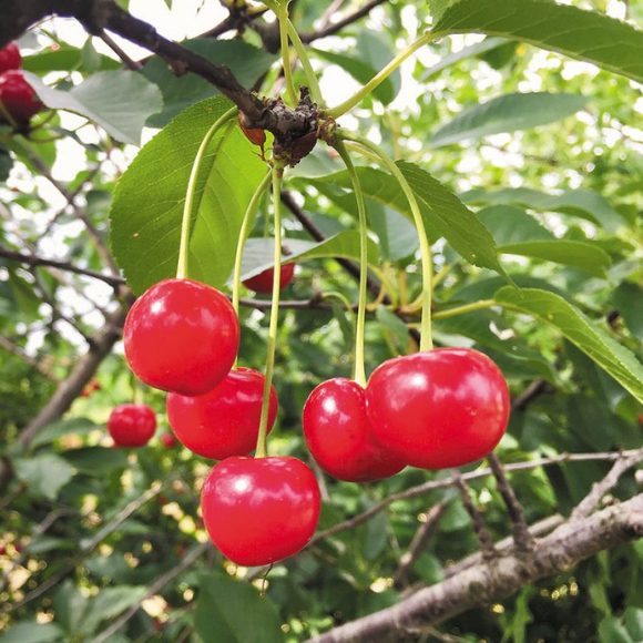 Imagem Fruto da Cereja de Bolo