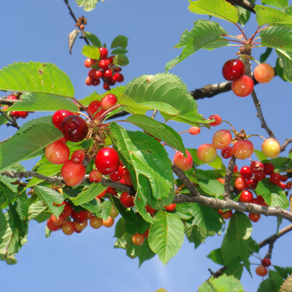 Imagem Fruto da Cereja de Bolo