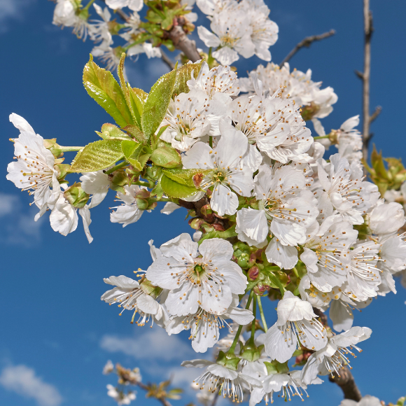 Imagem Fruto da Cereja de Bolo