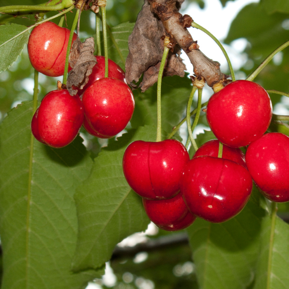 Imagem Fruto da Cereja de Bolo