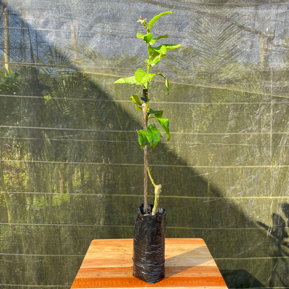 Imagem Muda da Cidra Mão de Buda