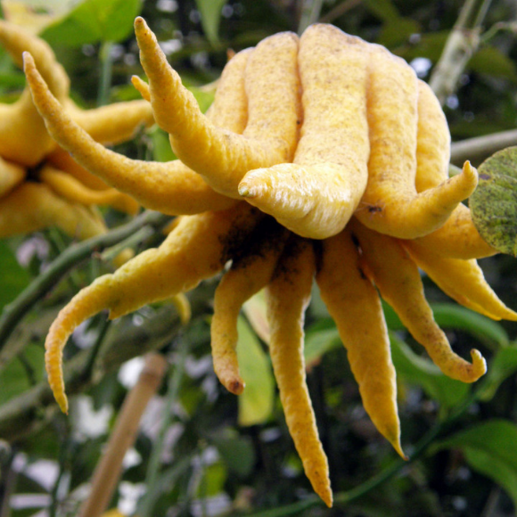 Imagem Fruto da Cidra Mão de Buda