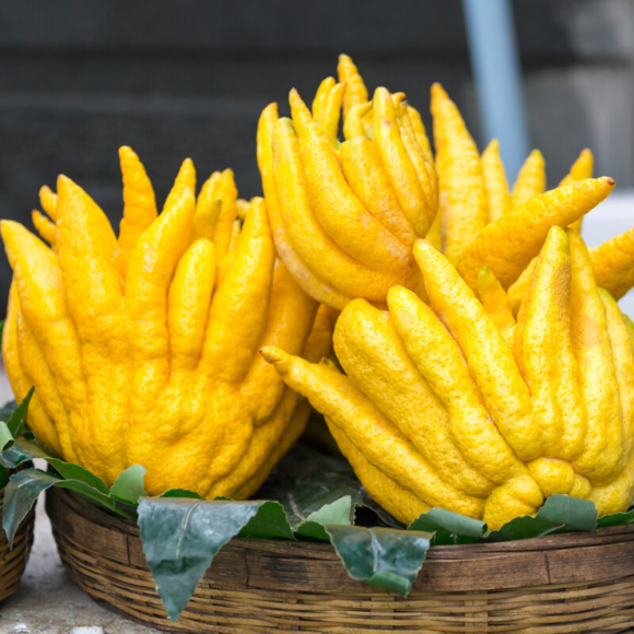 Imagem Fruto da Cidra Mão de Buda