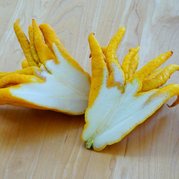 Imagem Fruto da Cidra Mão de Buda