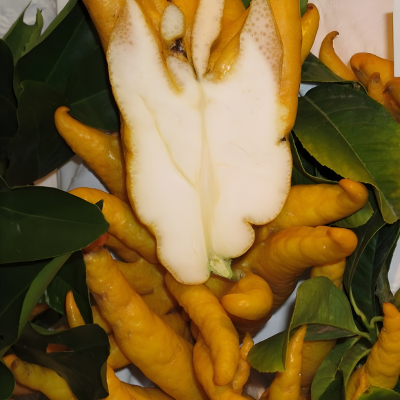 Imagem Fruto da Cidra Mão de Buda