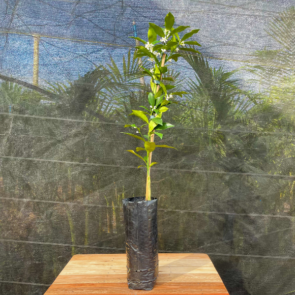 Imagem Muda da Laranja Kinkan Doce