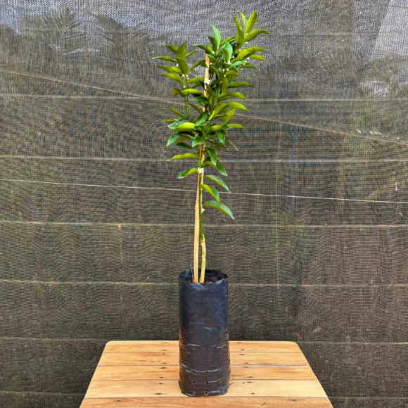 Imagem Muda da Laranja Kinkan Doce