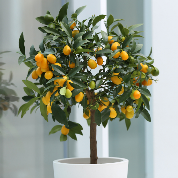 Imagem Fruto da Laranja Kinkan &Aacute;cida