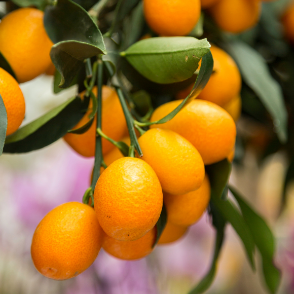 Imagem Fruto da Laranja Kinkan &Aacute;cida