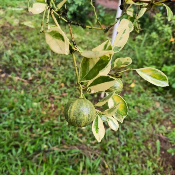 Imagem Fruto da Laranja Kinkan Variegata