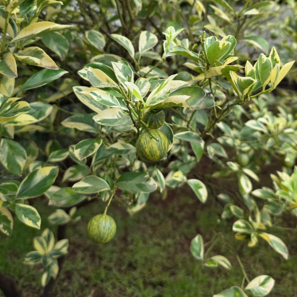 Imagem Fruto da Laranja Kinkan Variegata