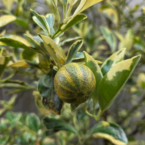 Imagem Fruto da Laranja Kinkan Variegata