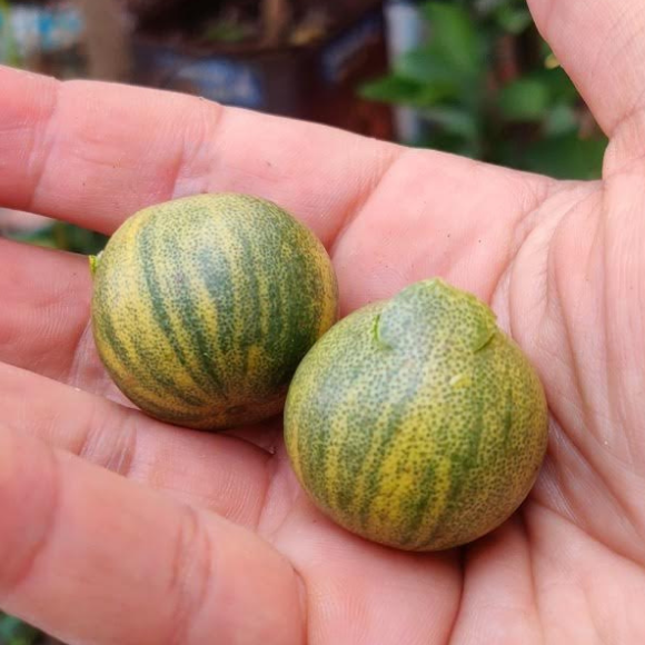 Imagem Fruto da Laranja Kinkan Variegata