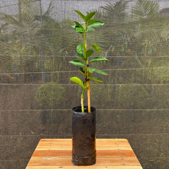 Imagem Muda da Laranja Pera