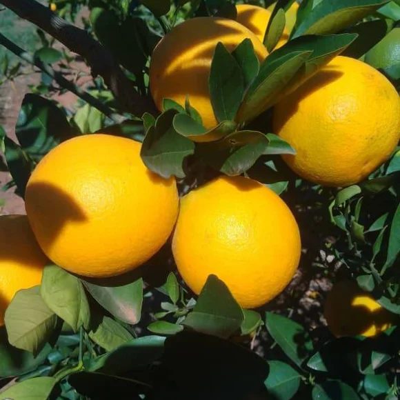 Imagem Muda de Alta Qualidade