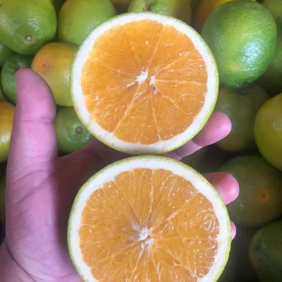 Imagem Fruto da Laranja Pera