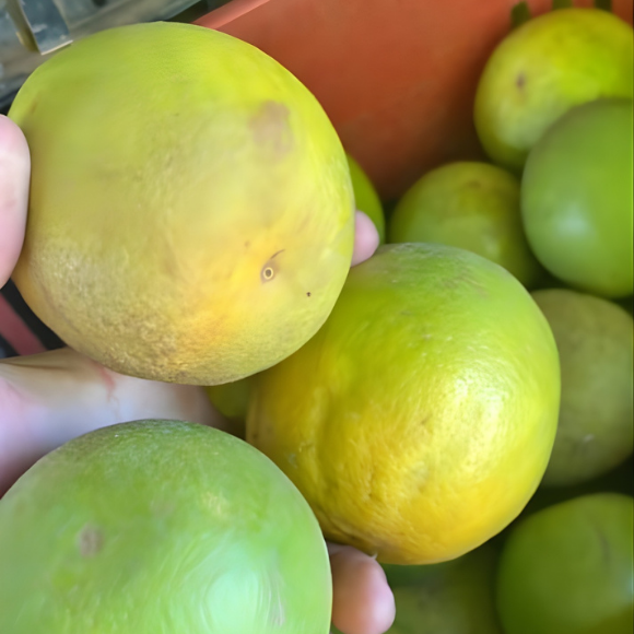 Imagem Fruto da Laranja Pera