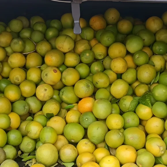 Imagem Fruto da Laranja Pera