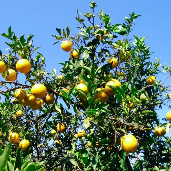 Imagem Fruto da Laranja Pera