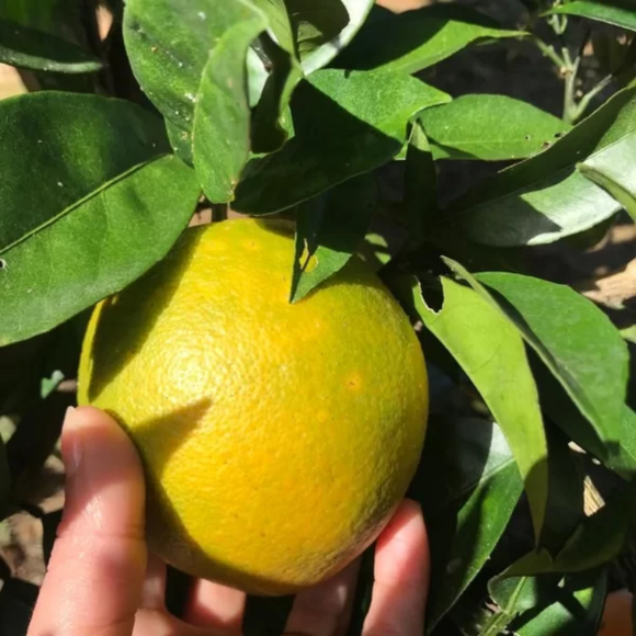 Imagem Fruto da Laranja Lima C&eacute;u